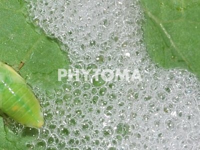Philaenus spumarius
